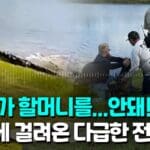 “할머니 물고 연못으로”…개 산책시키던 80대, 3m 악어에 희생