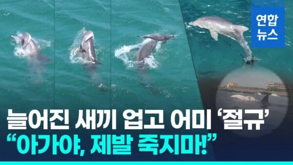 [영상] “제발 깨어나”…죽은 새끼 차마 못 보내는 남방큰돌고래의 모정