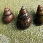 조지아 환경 생태계 파괴하는 “신비의 달팽이”