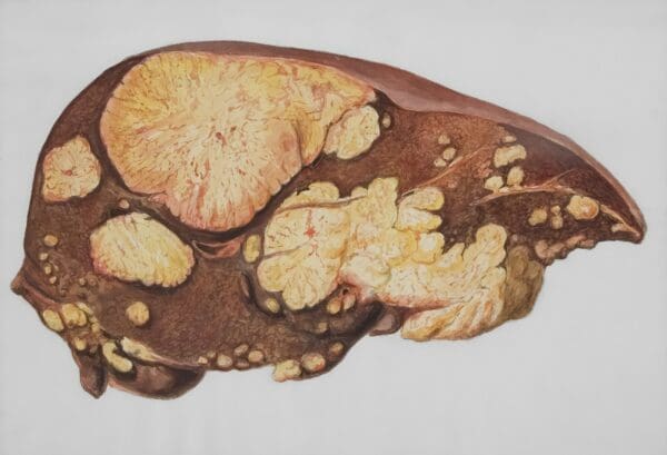 a drawing of a human brain with multiple sections