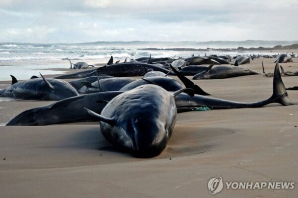 호주해변 돌고래떼 구조 실패…157마리 폐사·안락사