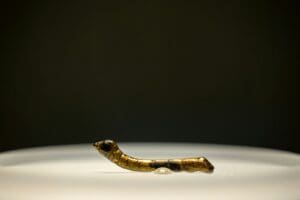 An ancient, golden snake ornament on display.
