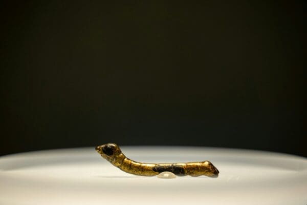 An ancient, golden snake ornament on display.